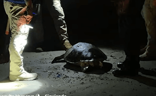 Hallan a dos tortugas muertas en playas de Boca del Río