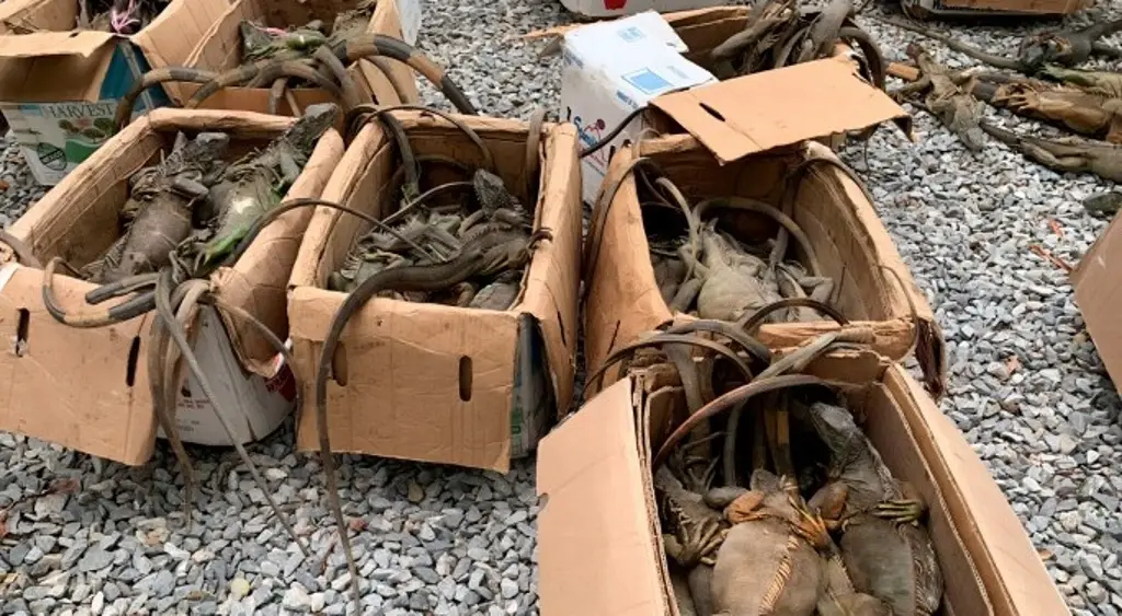 Rescatan en Oaxaca a casi 200 iguanas traficadas desde Veracruz