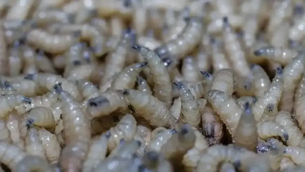 Veracruz registra 20 casos de gusano barrenador en humanos en 2026