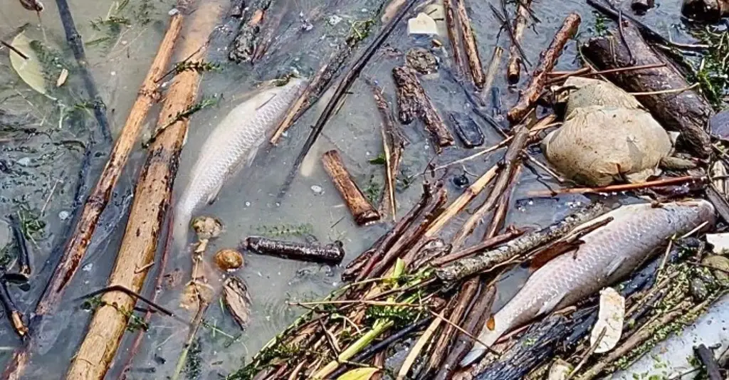 Alerta por muerte de peces en el río Cazones