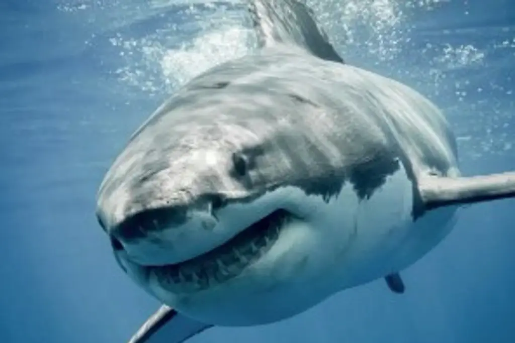 Captan ejemplar de tiburón blanco en costas de Veracruz