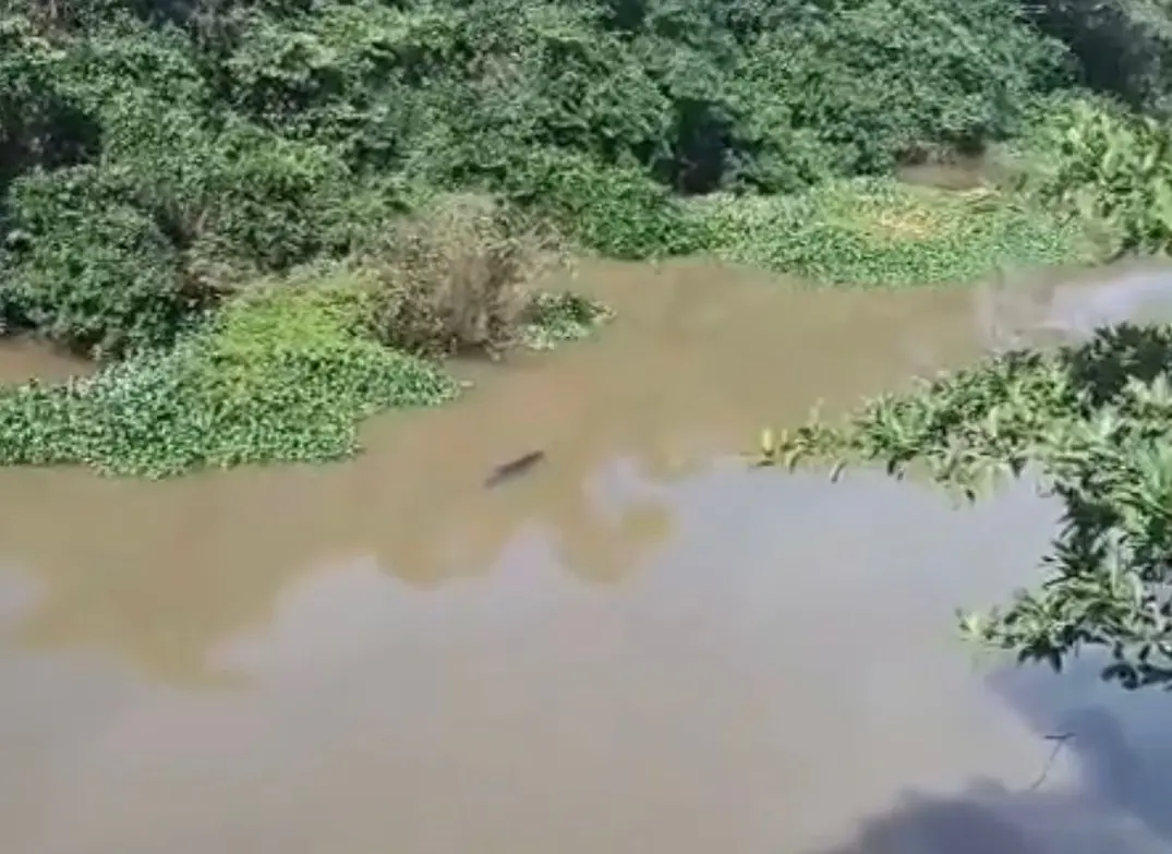 Emiten alerta en Pajapan por cocodrilo en río Úrsulo