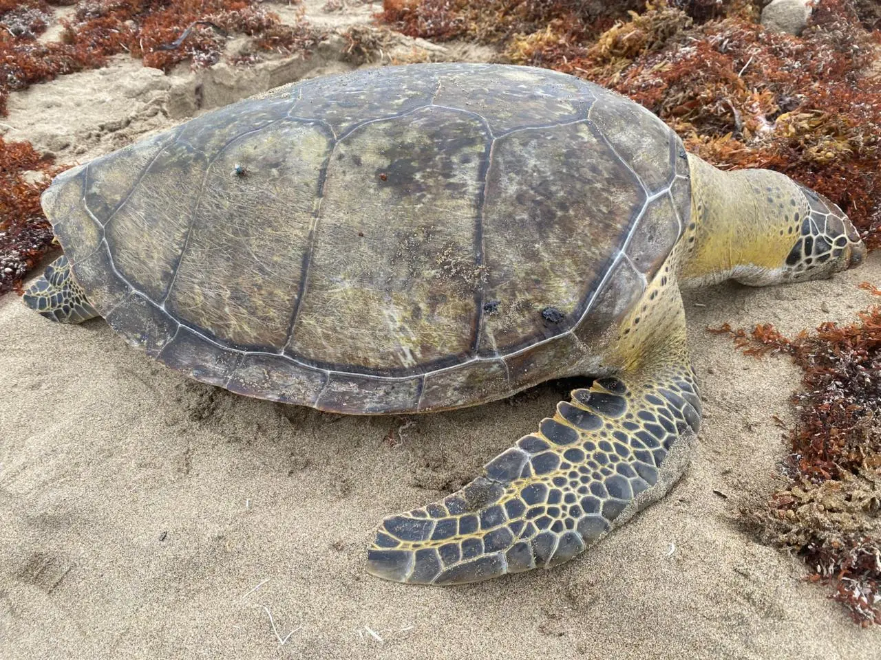 Localizan tortuga muerta en Agua Dulce; van 4 en el sur de Veracruz