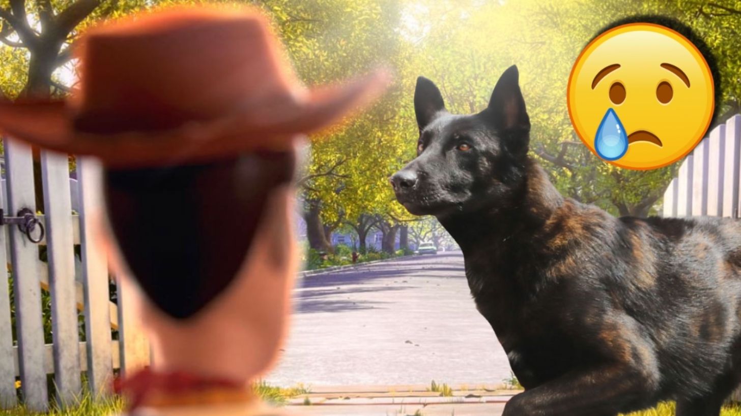 Muere Capitán, perrito rescatista que ayudó en el sismo de 2017