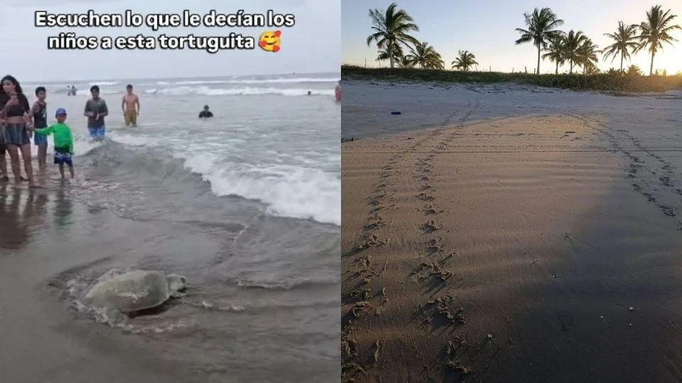Sé feliz y cuídate mucho: niño a tortuga que regresa al mar en Tecolutla