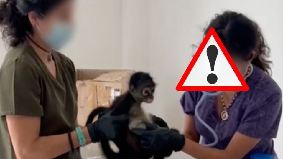 Hallan a 20 aves y 3 monos araña, víctimas de tráfico ilegal en municipios de Veracruz