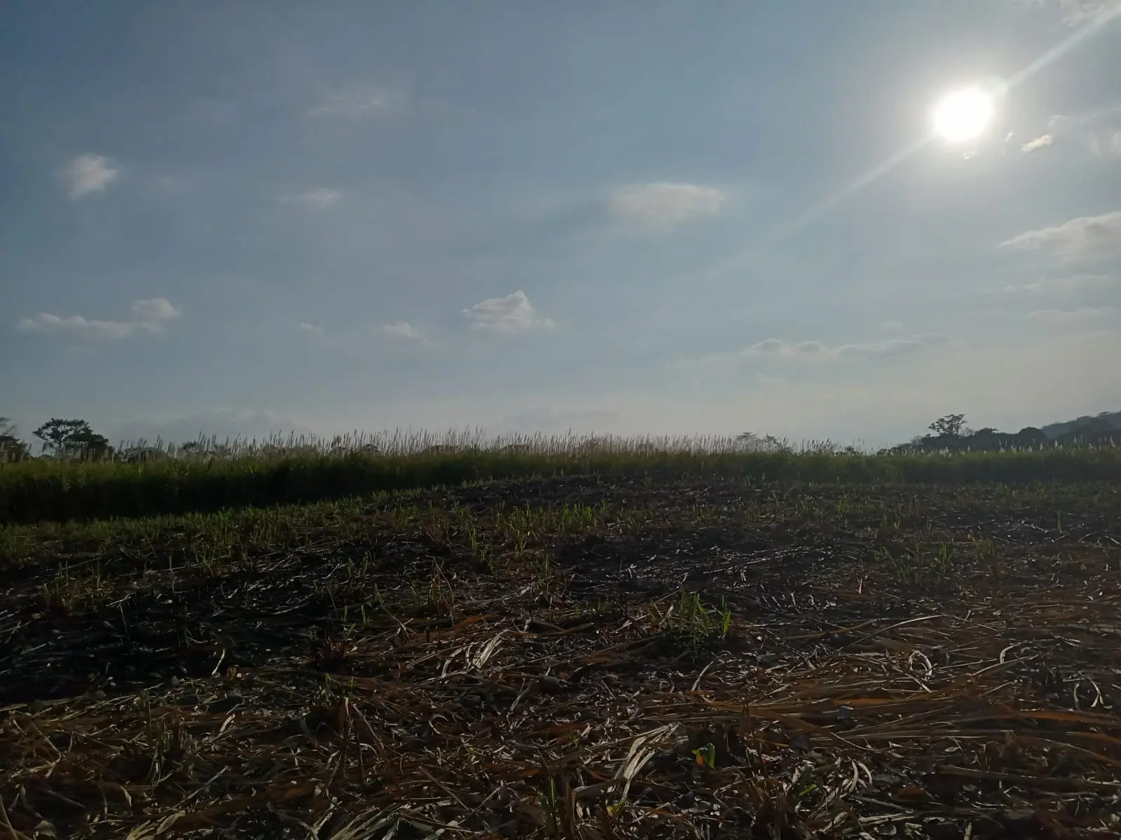 En Veracruz roban fertilizante, lo alteran y lo venden barato: sector