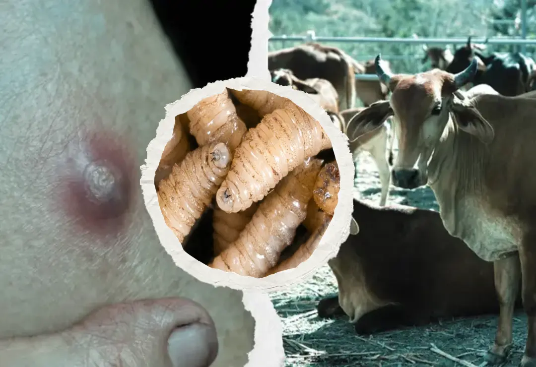 Salud ignoraría casos de gusano barrenador en humanos, en Tlilapan