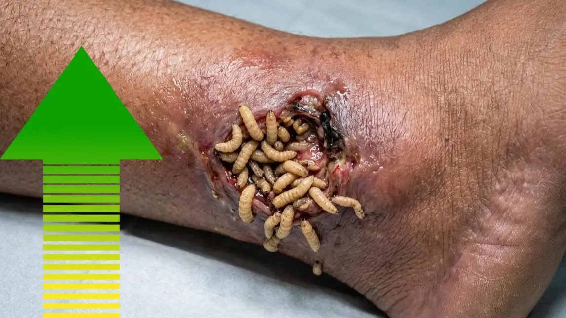 Gusano barrenador se propaga sin control en Veracruz