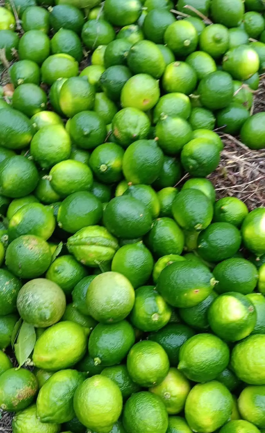 Rechazan limón persa veracruzano en EU por pesticidas