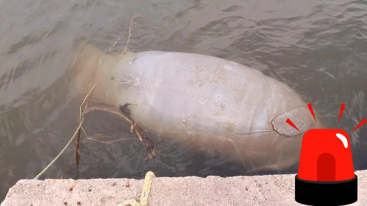 Hallan a manatí y pelícano muertos en costas de Coatzacoalcos