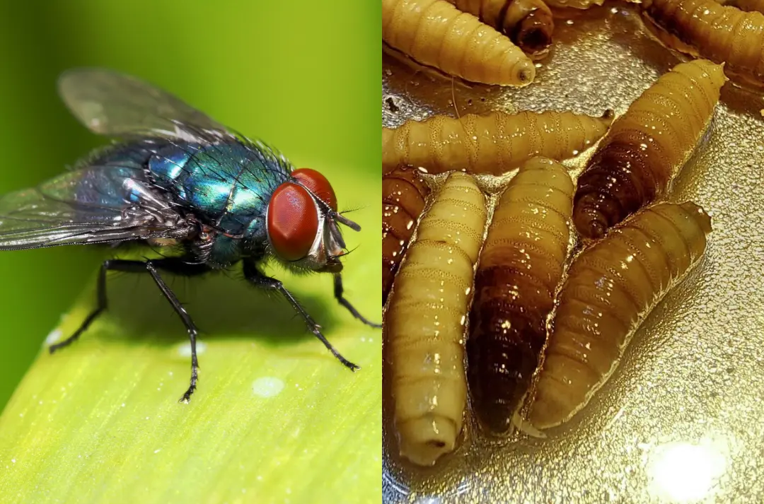 Veracruz usará moscas de Texas y Chiapas contra el gusano barrenador