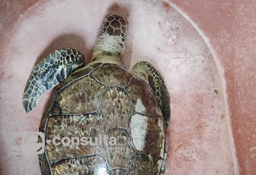 Confirman muerte de tortugas por chapopote en el sur de Veracruz