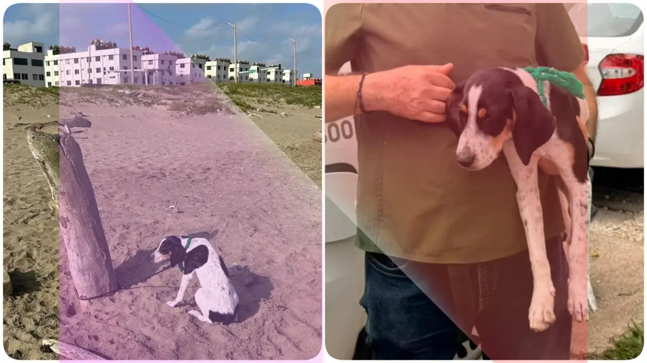 Amarran y abandonan a perrita en playa de Coatzacoalcos