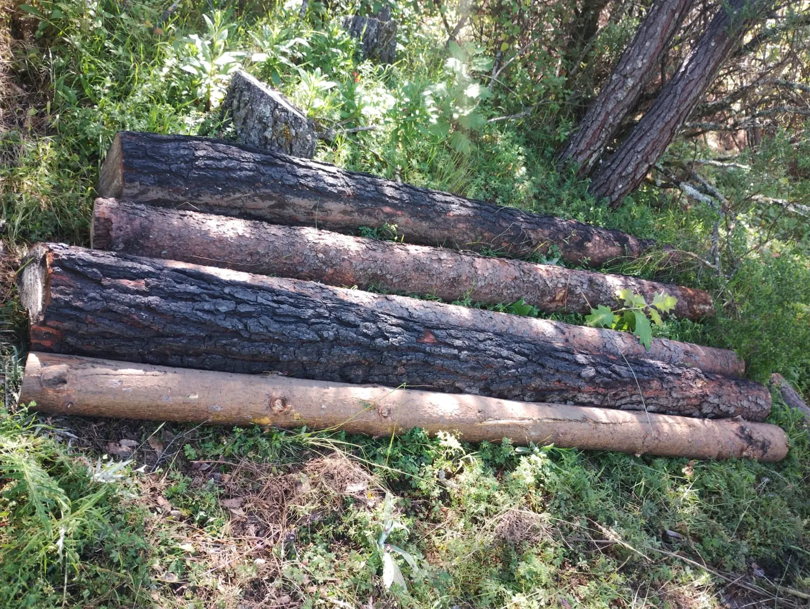 Tala ilegal y explotación de tepezil agravan daño en Cofre de Perote