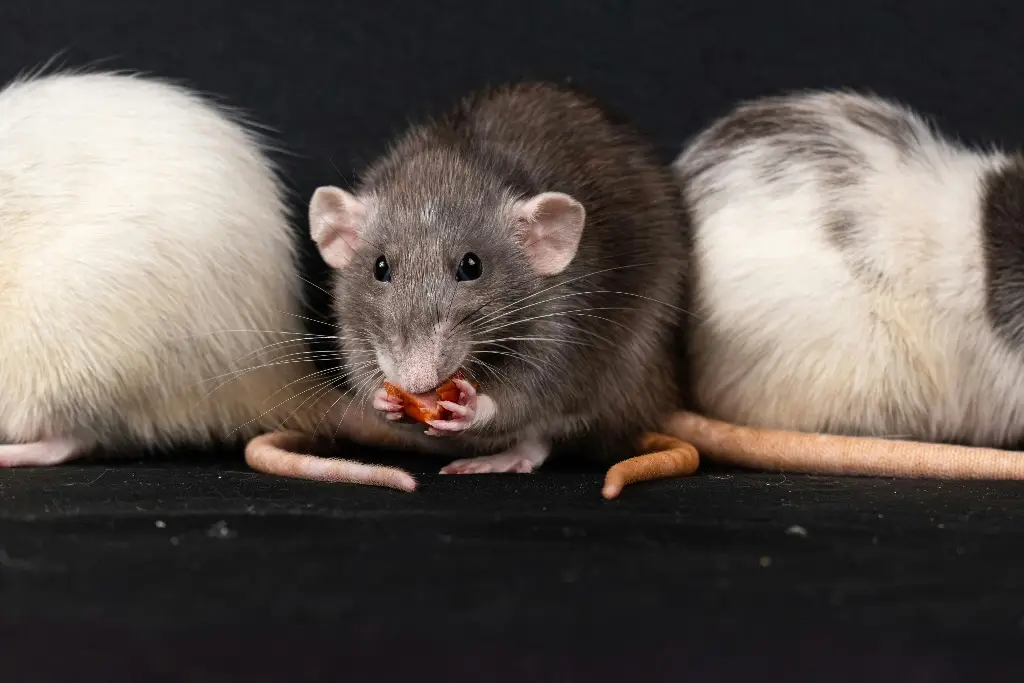 Hantavirus: una amenaza silenciosa con alta letalidad y sin vacuna