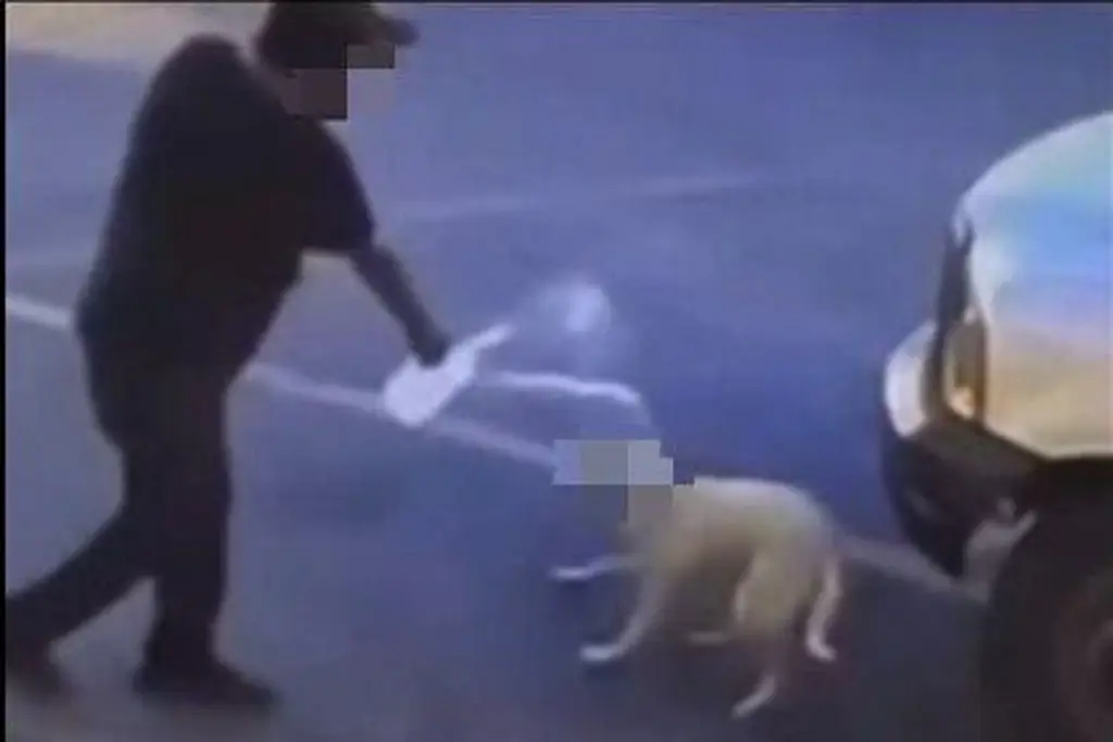 Viralizan agresión con agua caliente contra una perrita en Sonora, esto ocurrió con el agresor