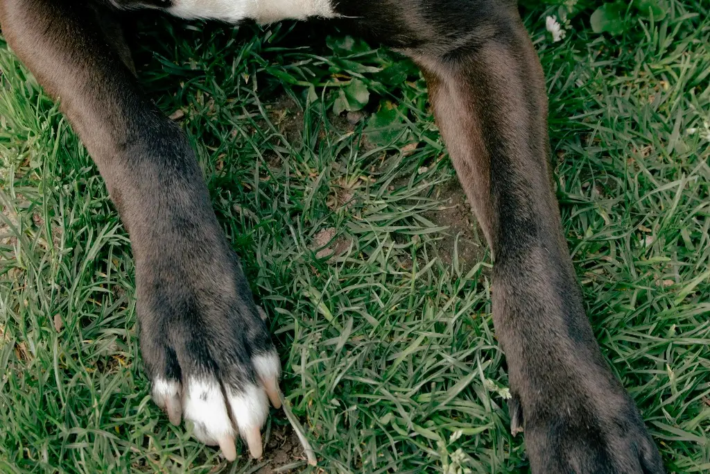 Presunto asesino de perrito en Hacienda Sotavento sigue detenido; enfrenta otras acusaciones