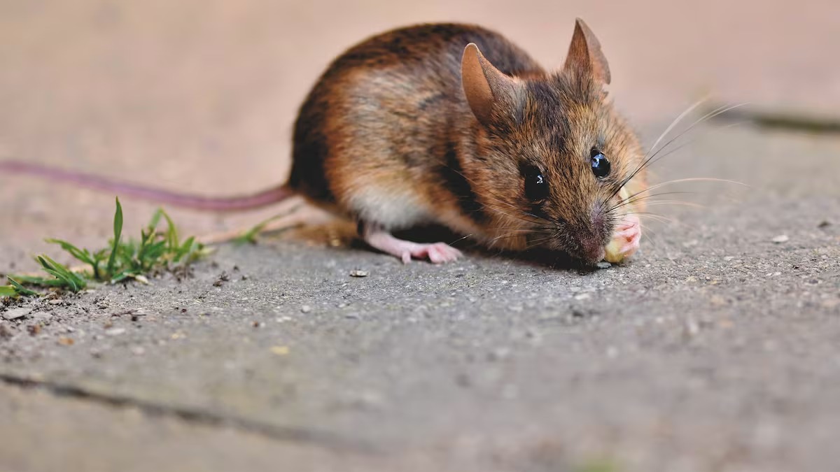 Astrólogo aseguró en 2022 que habría un brote de hantavirus; Grok confirmó que el post es auténtico