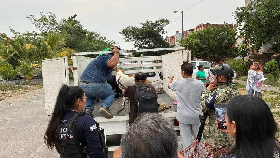 Caso de maltrato animal en Veracruz puerto deja un detenido y cuatro perros rescatados
