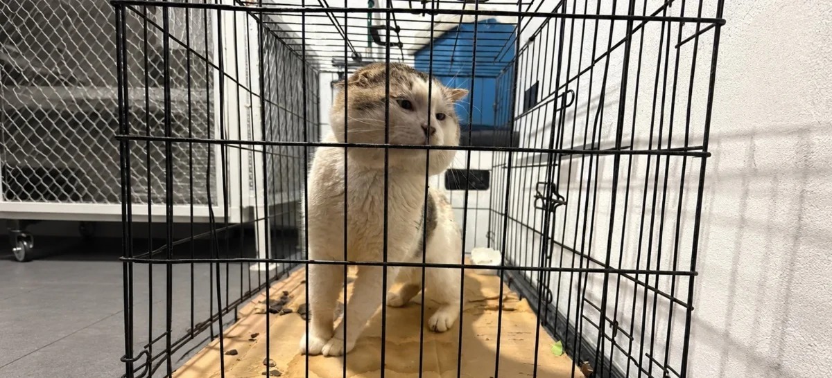 Nuevo León reporta primer caso de gusano barrenador en un gato