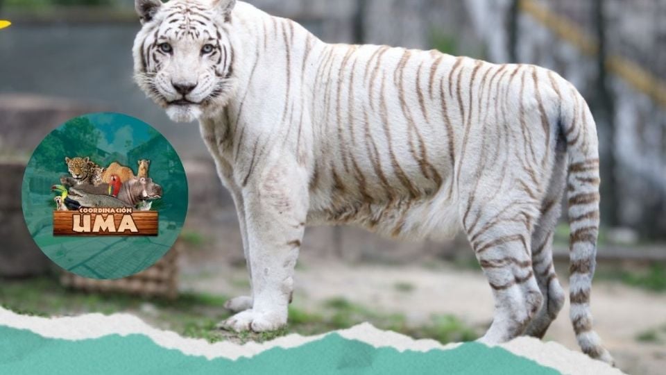 Por esta razón, “Pancho”, tigre blanco de Orizaba, estaba herido y recibió atención médica