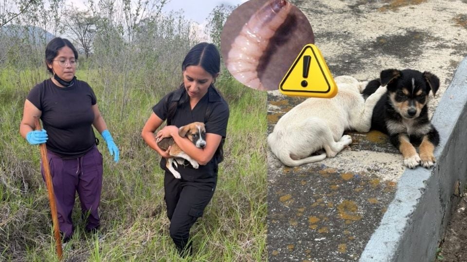 Resguardan en Nogales a perros con presunto gusano barrenador