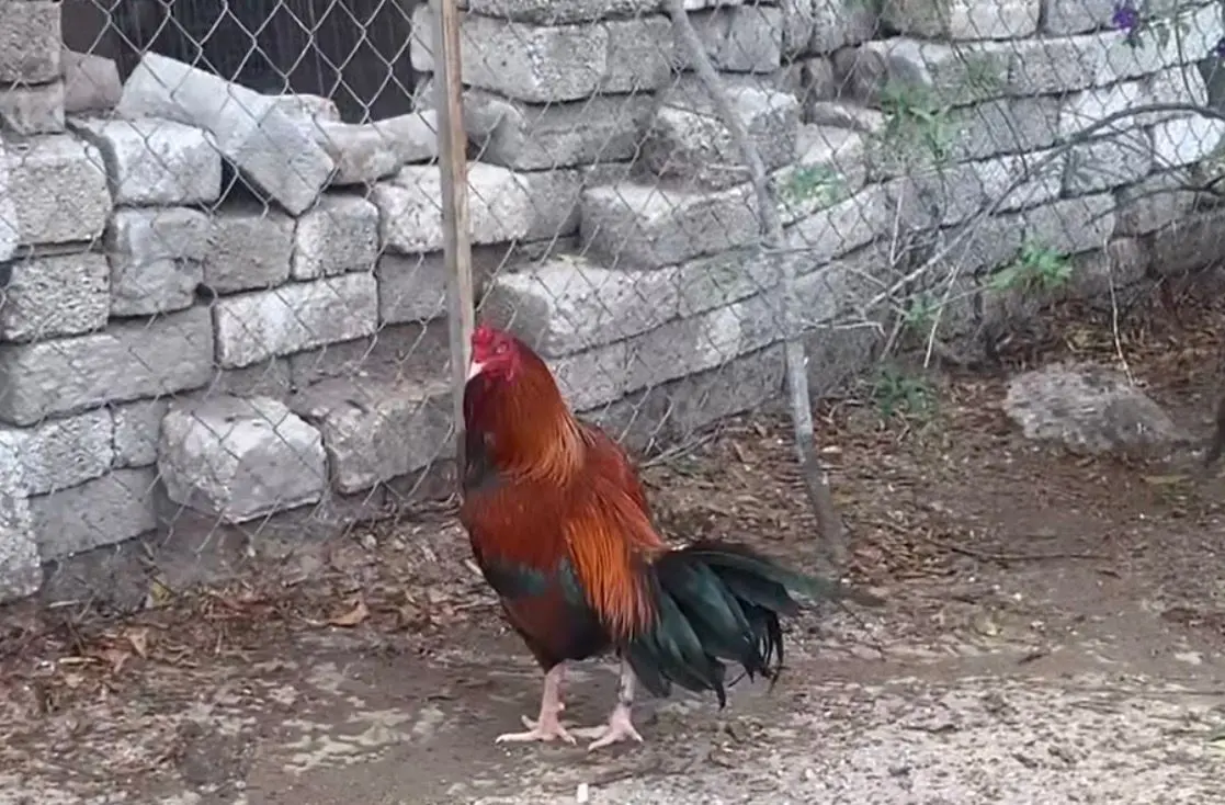 Exigen investigar peleas de gallos en Casa de Cultura de Cerro Azul