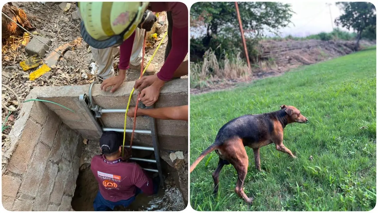 Final feliz: rescatan a perrito que cayó a un pozo en Acayucan