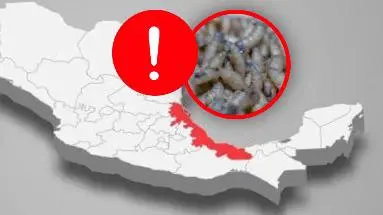 Tamaulipas culpa a Veracruz por avance del gusano barrenador