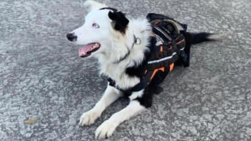 Tsunami, el perrito rescatista en Venezuela que recuerda a Frida en México