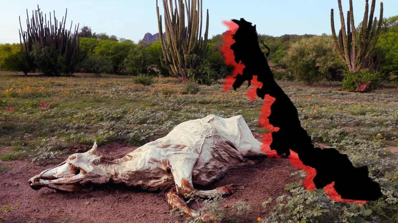 Calor, sequía e incendios: así pegaría El Niño a Veracruz este 2026