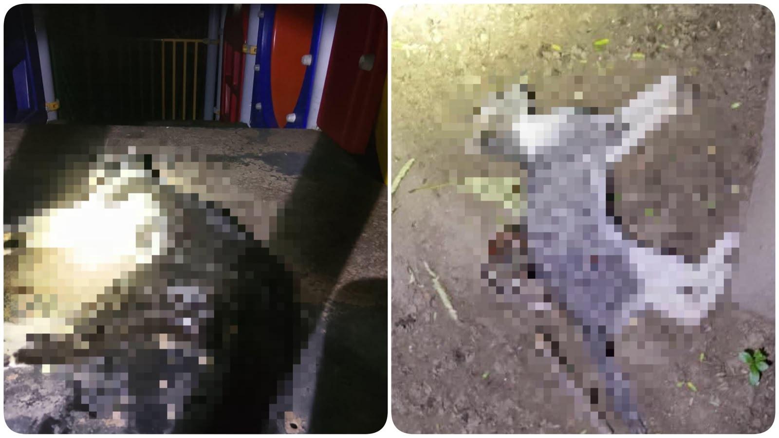Matan con veneno a 15 gatos en parque ecológico de Veracruz