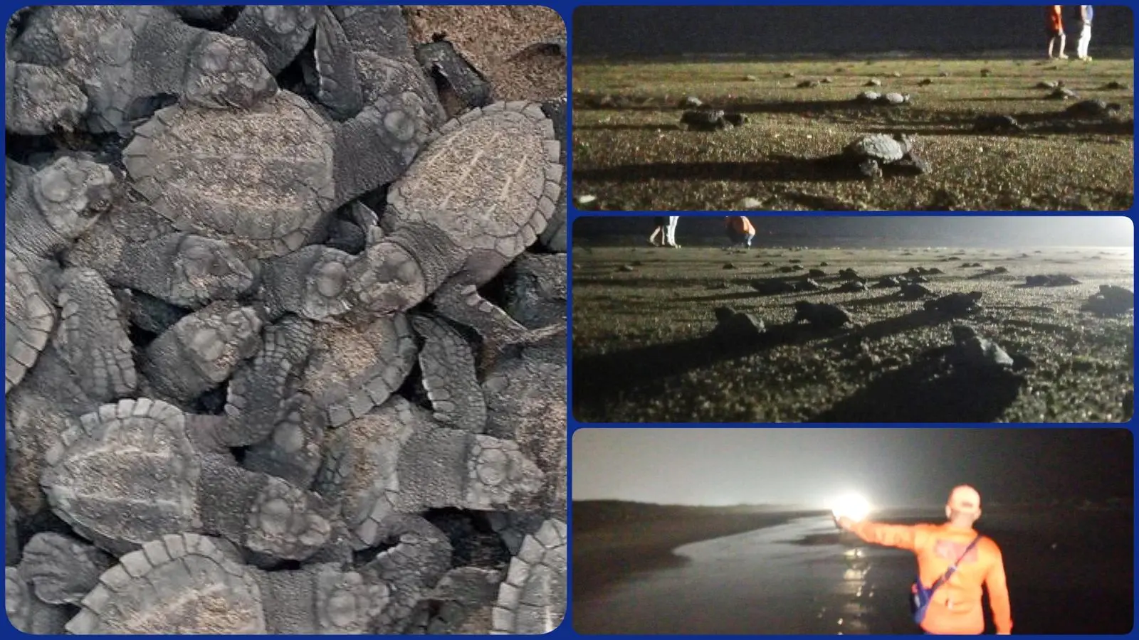 Liberan 48 crías de tortuga lora en playas de Coatzacoalcos