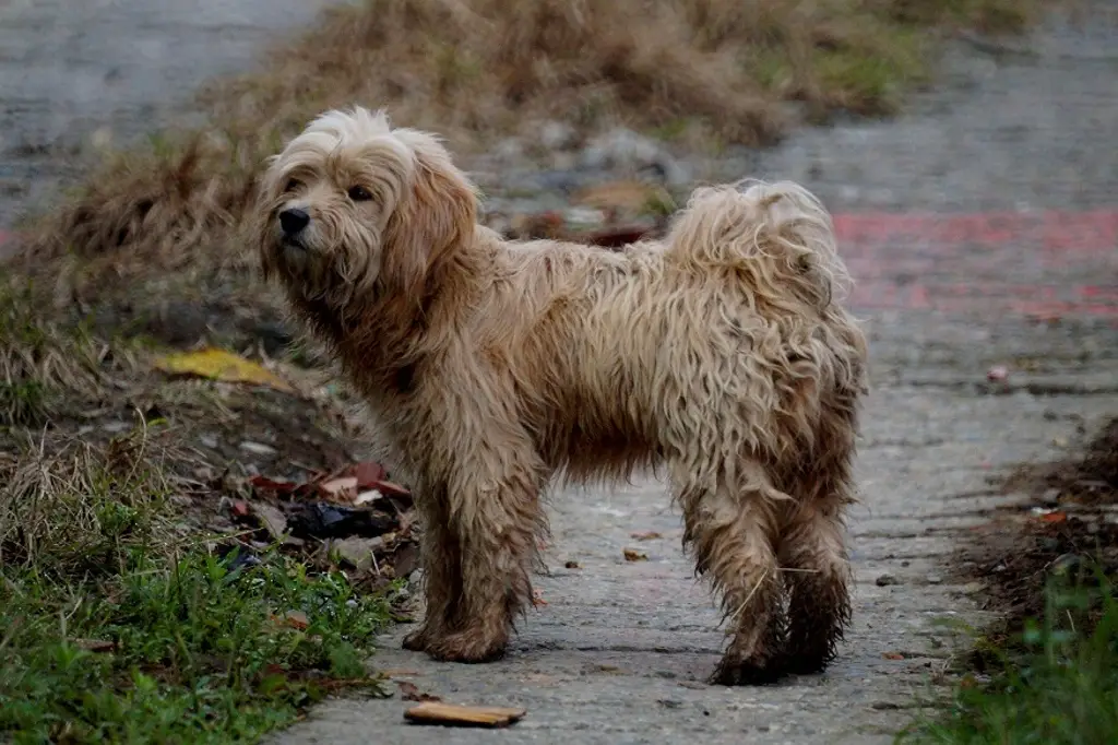 Día Mundial del Perro: el mejor amigo del ser humano aún enfrenta el abandono
