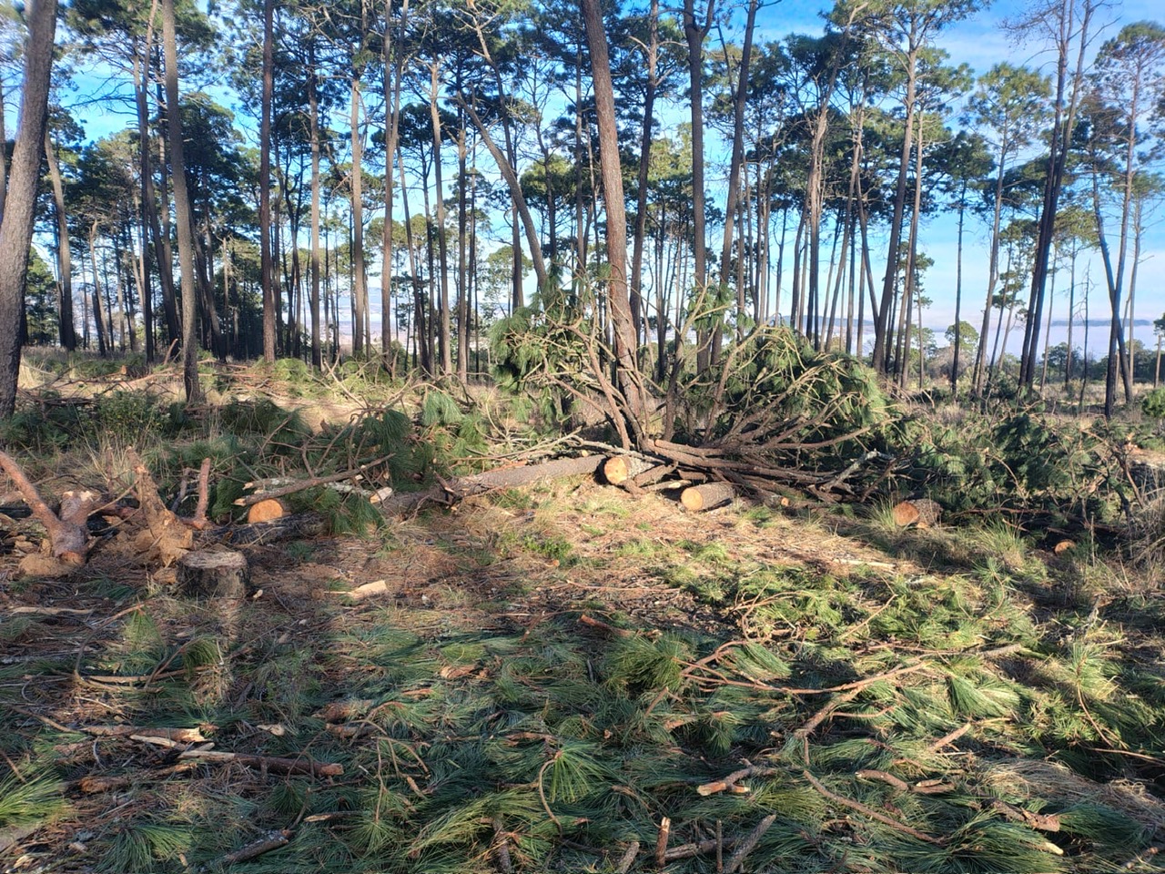 Denuncian presunta red de protección a ecocidas en el Cofre de Perote