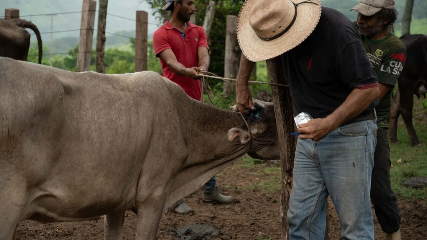 Alistan liberación de mosca estéril desde Tamaulipas para combatir gusano barrenador