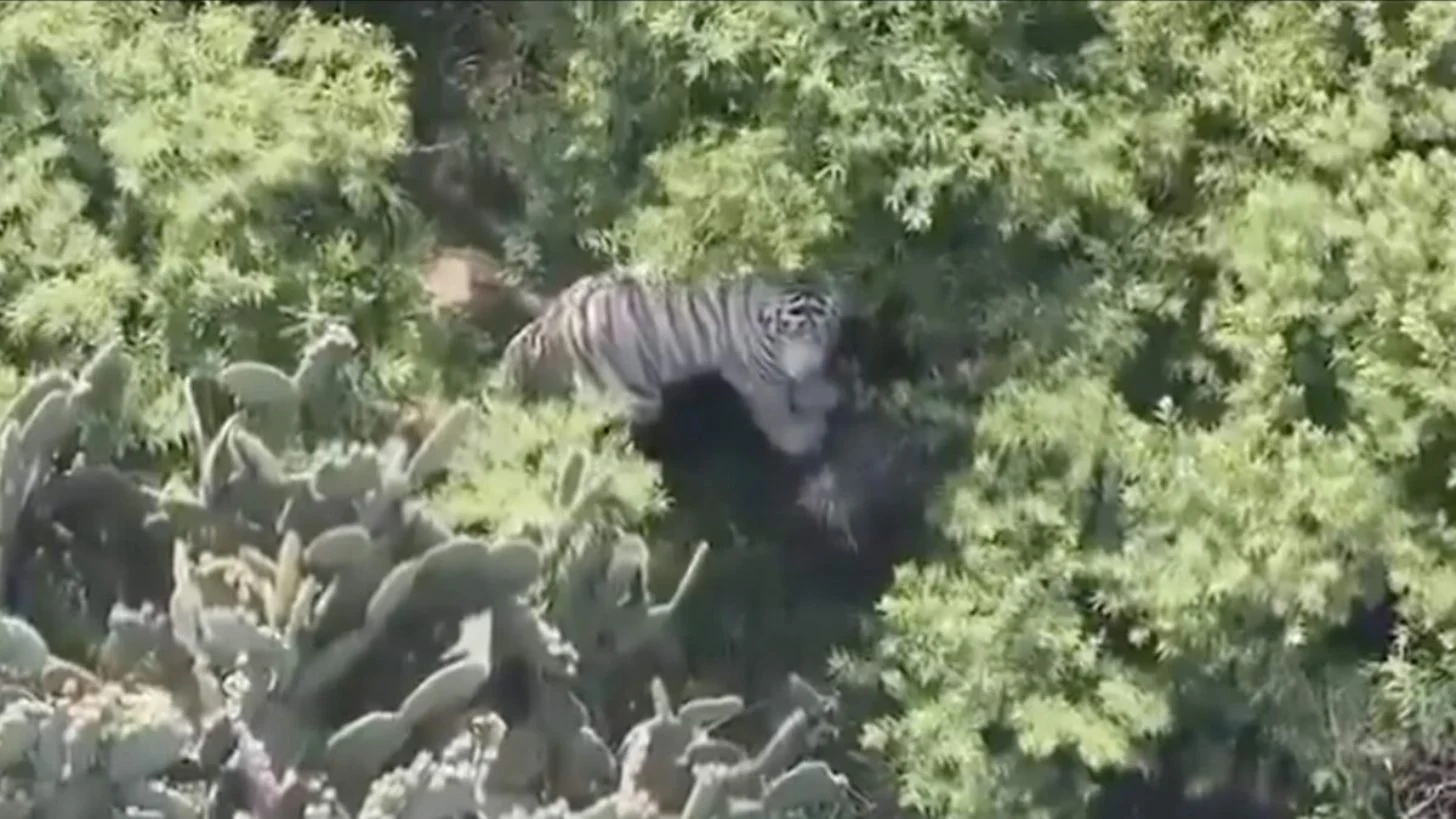 Tras 5 días de búsqueda intensa, capturan a tigre en Tepetlaoxtoc