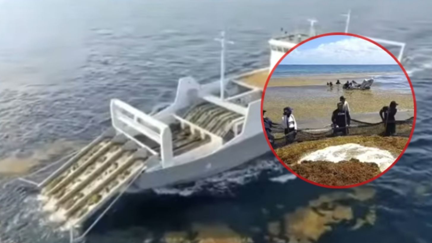 Con más barcos y barreras capturan el sargazo para reutilizarlo: “tiene muchas posibilidades”, dice Sheinbaum
