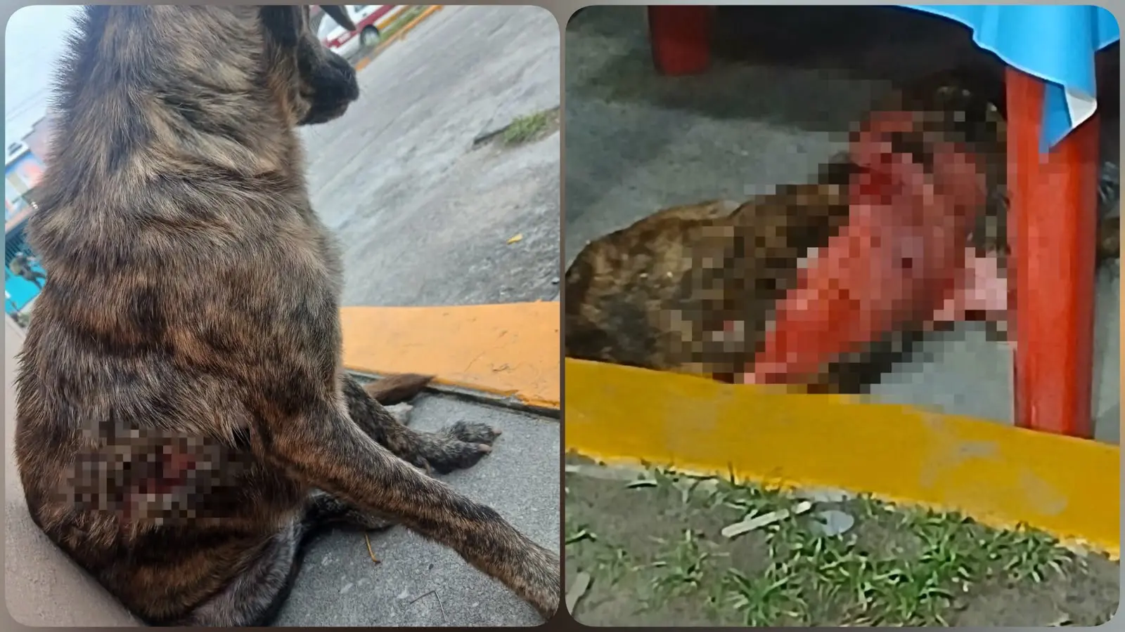 Queman con líquido hirviendo a perrita callejera en Veracruz