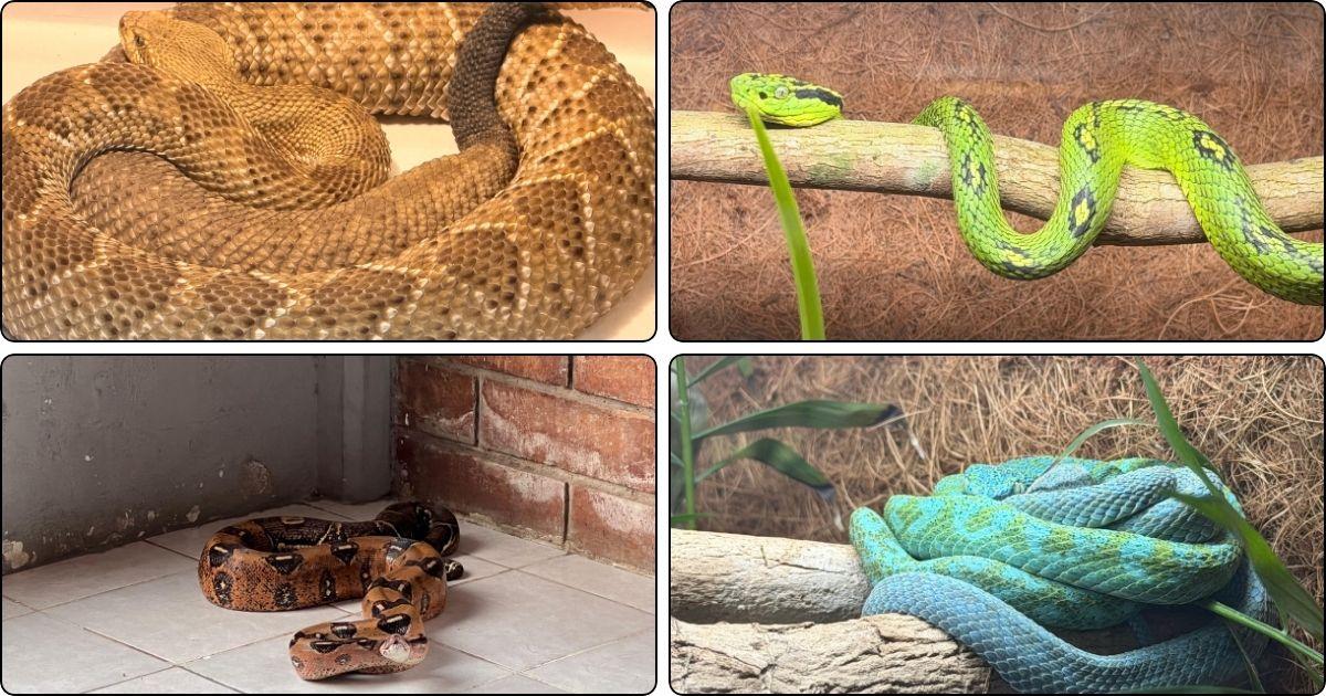¿Nauyaca o coral? serpientes con más veneno en sur de Veracruz