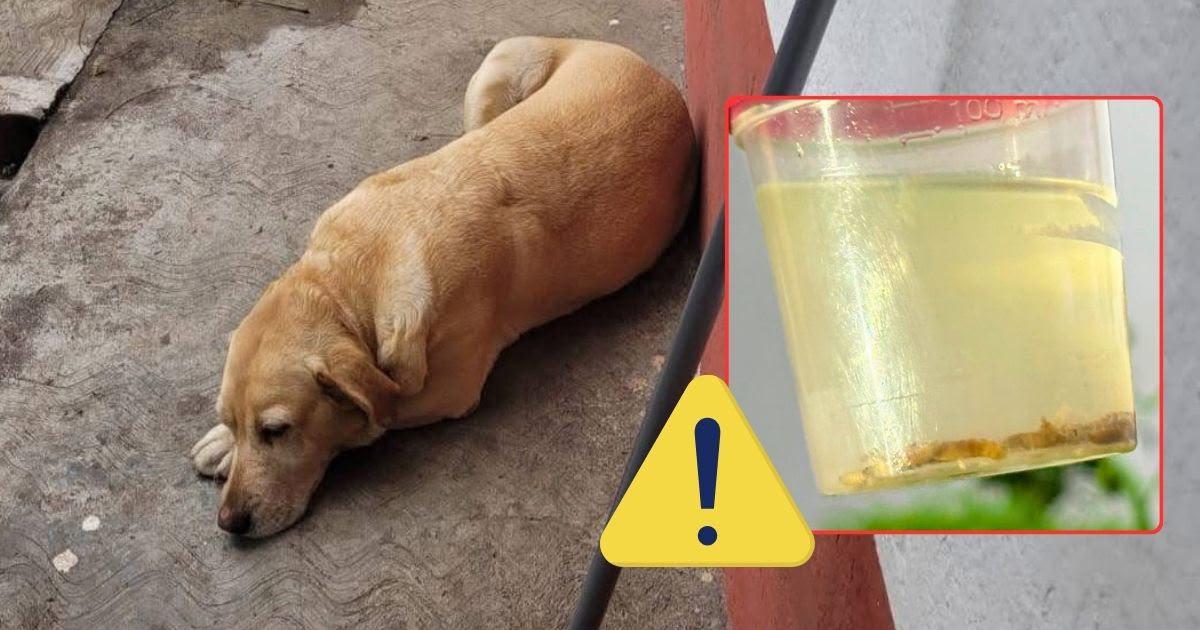 Gusano barrenador infesta perros en estos 8 municipios de Veracruz