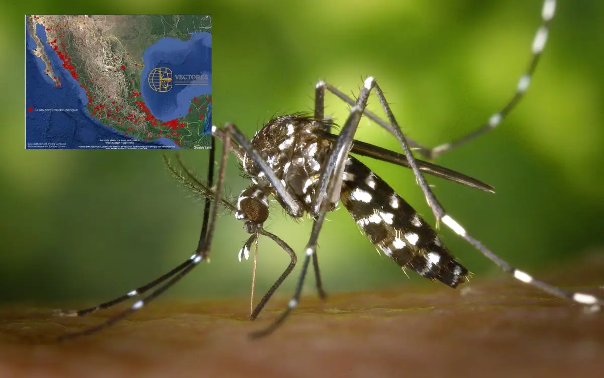 Veracruz, el segundo estado con más casos de dengue en México: Salud