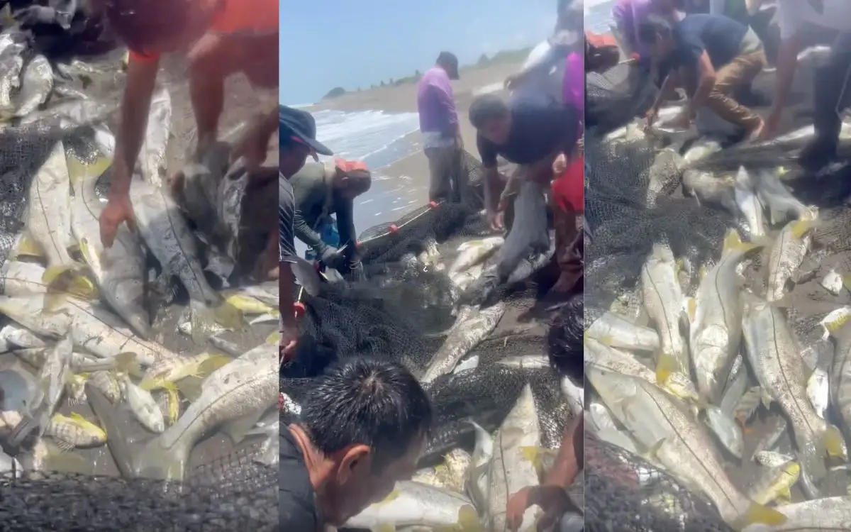 Tras mortandad, celebran pesca masiva de róbalo en Vega de Alatorre