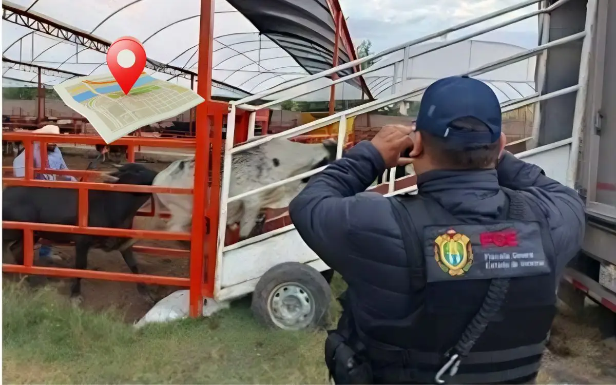 Recuperan 35 vacas de SuKarne de Ángel R. Cabada en el Estado de México; vacas tenían GPS
