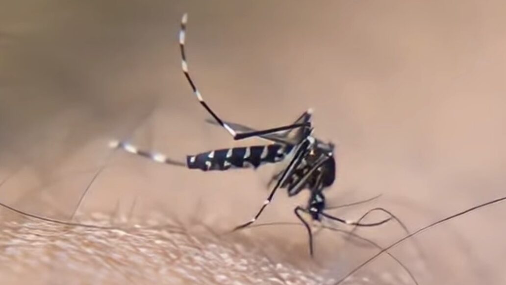 Veracruz, segundo lugar nacional por contagios de dengue
