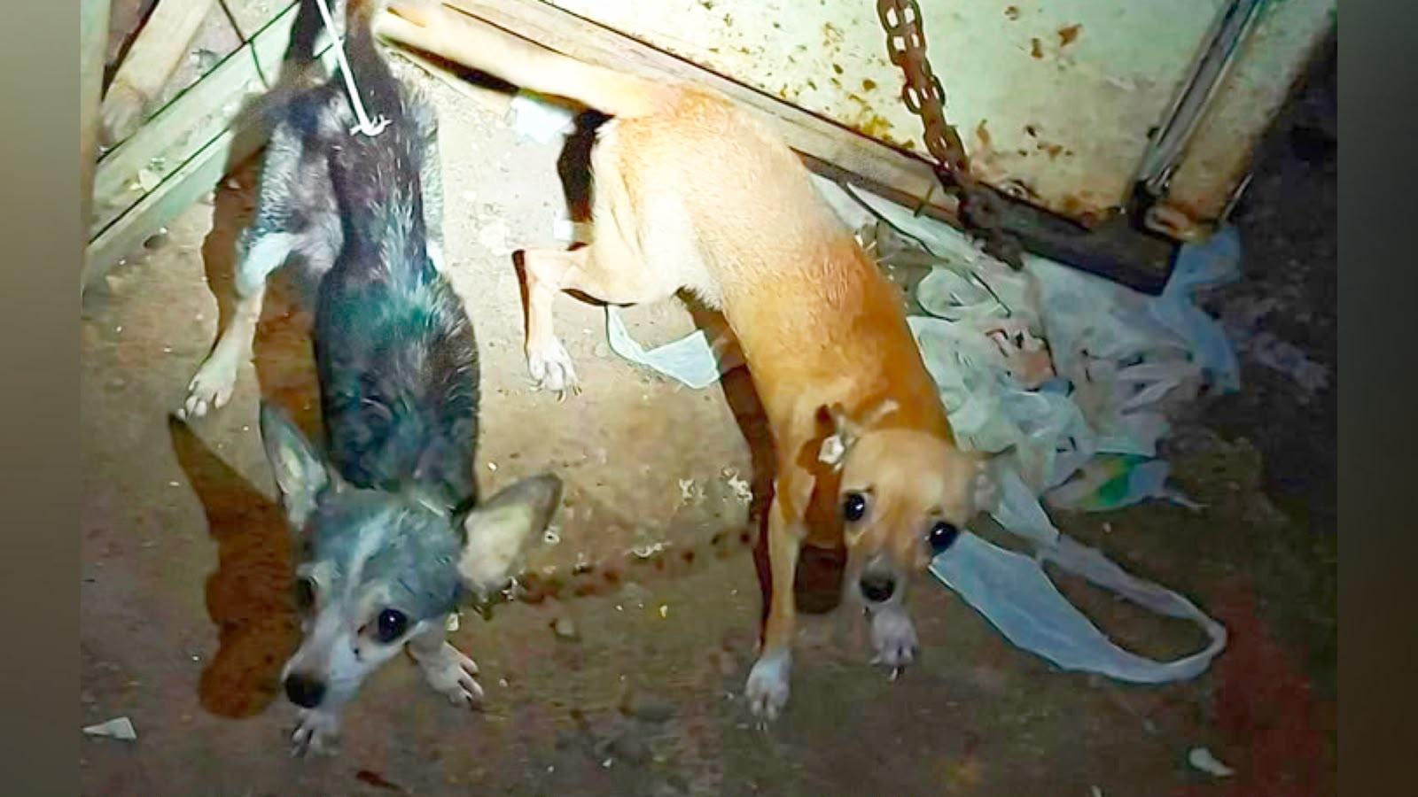 Rescatan a chihuahuas y hallan a otro perro muerto en Veracruz