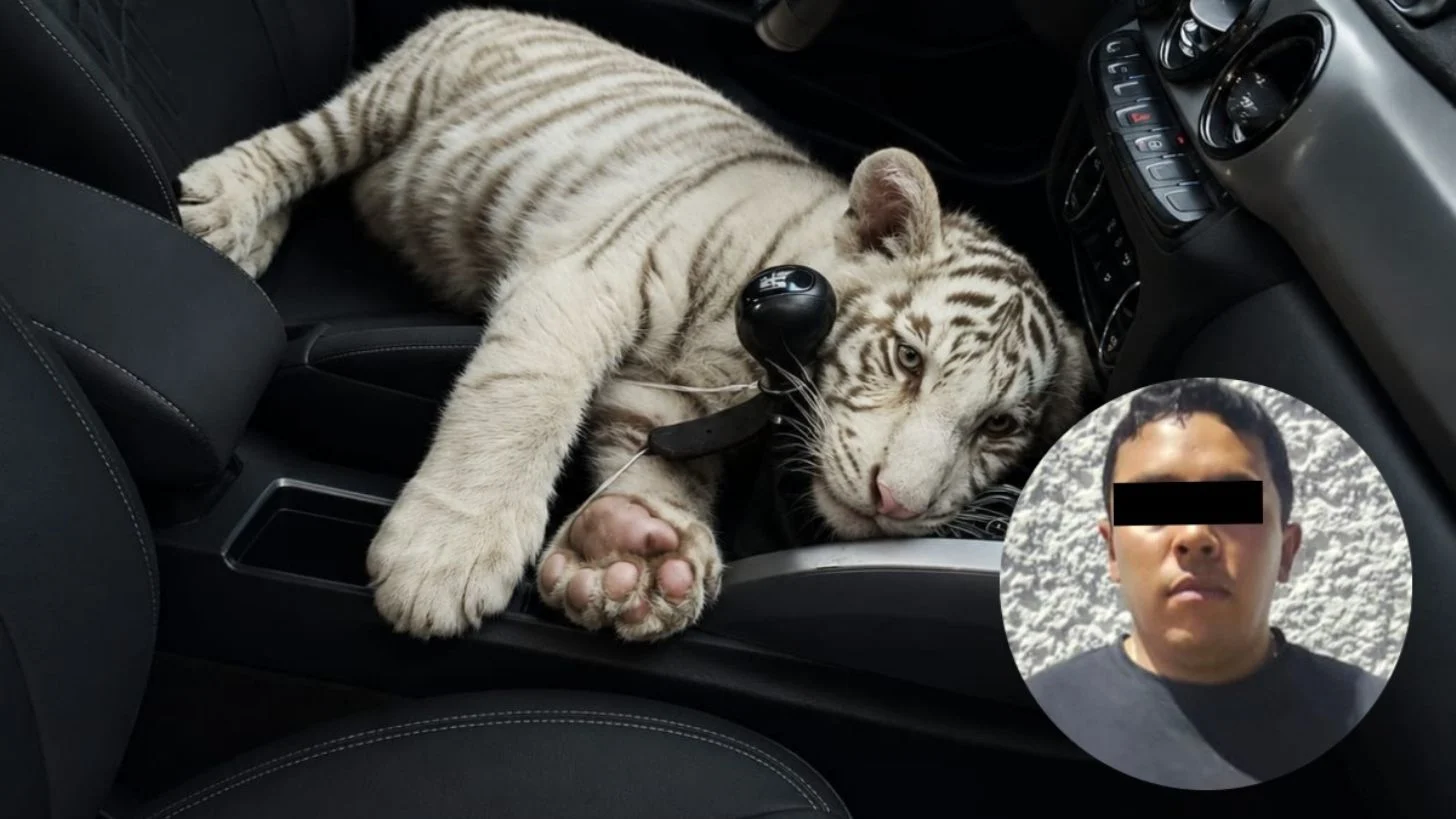 Rescatan a tigre bengala blanco bebé en Iztapalapa, un hombre lo trasladaba en su vehículo particular