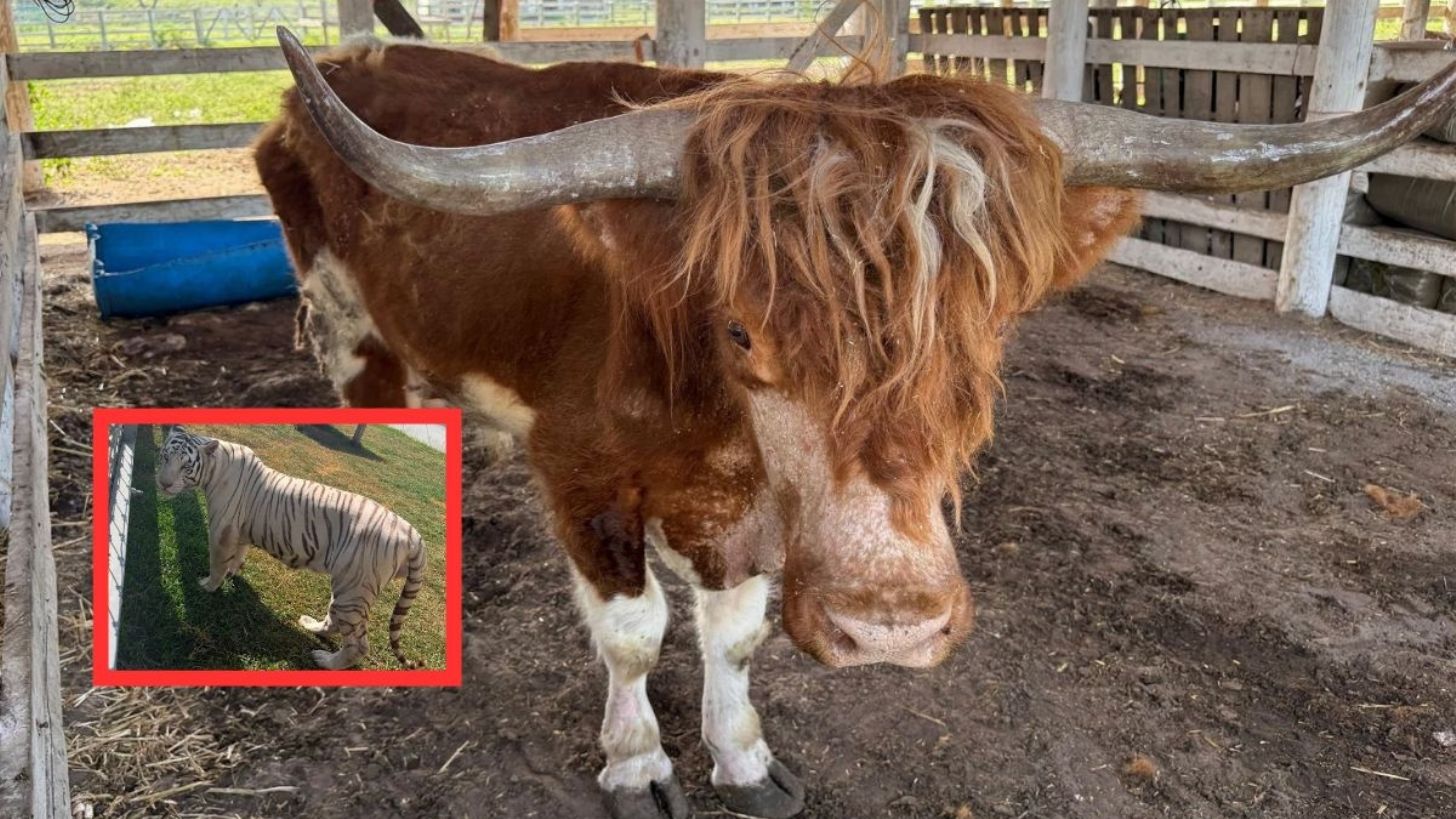 De búfalos a bisontes y camellos: estos fueron TODOS los animales que se decomisaron en un rancho de Tamaulipas
