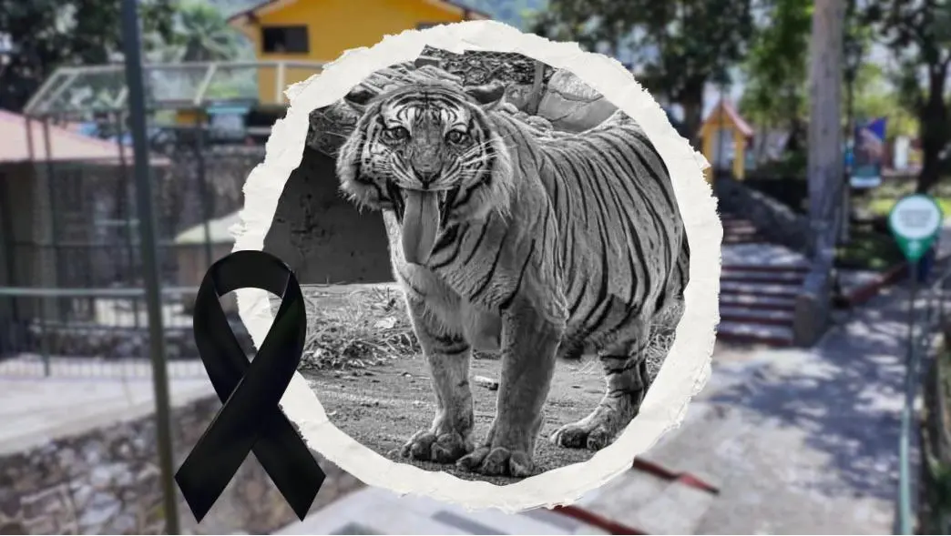 Otra muerte en la UMA de Orizaba: fallece la tigresa Tímida